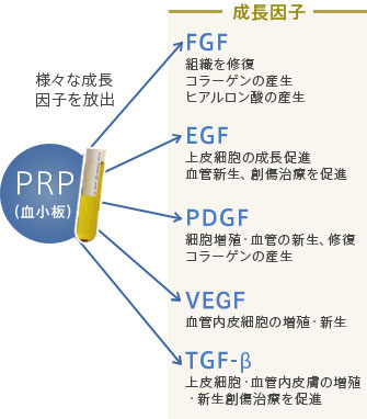 PRP・成長因子とは