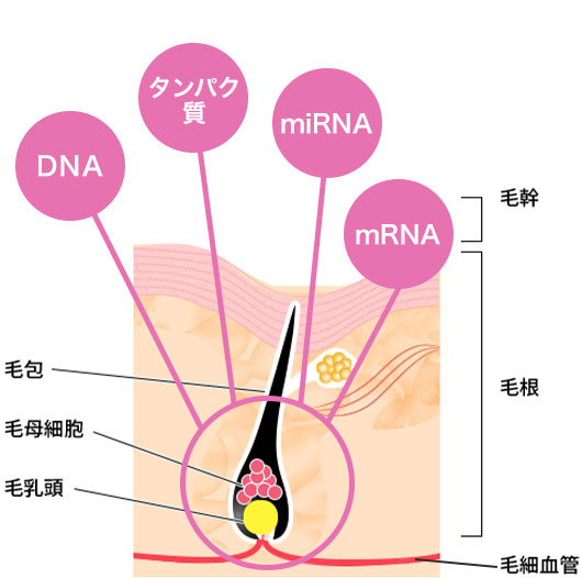 血管新生を促進、栄養促進、毛母細胞の増殖